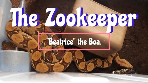Beatrice the Boa; will she eat a store-bought chicken neck?