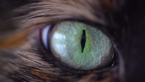 Nice cat eyes