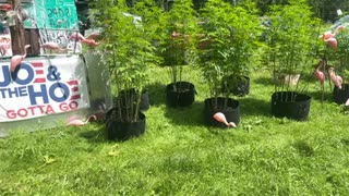 Marijuana containers 30 gallon new flowering plants Michigan loco weed