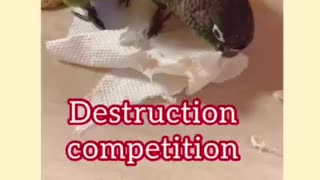 Parrot Destruction Competition
