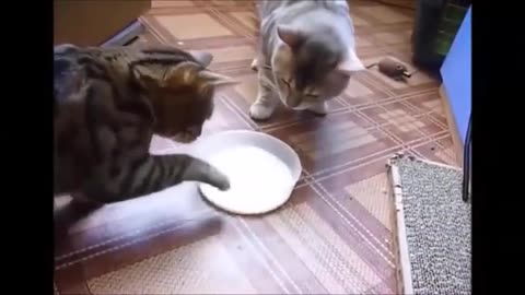 Happy day with funny cats