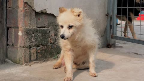 Portrait of sad mixed breed dog behind the fences. Dog in a shelter or an animal nursery