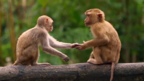 Watch & Enjoy with Funny Animals ll Part-21 (Cute Monkey)