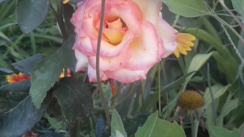 Rose under Gaillardia
