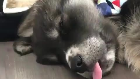 Dog slepping full masti