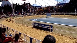 Crowd goes wild for adorable racing pigs