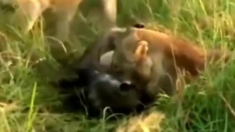 Lions catch a hyena that hurts cub