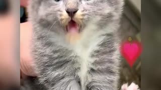 Cute cat