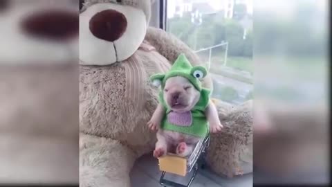 Baby Dogs - Cute and Funny Dog Videos Compilation