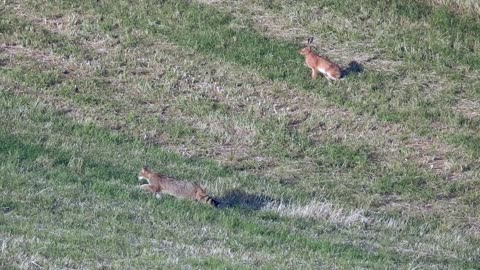 European Wildcats Hunting Field Mice