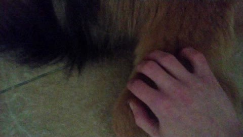 I love petting my dog