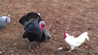 Rooster Pushed Back by Territorial Turkeys