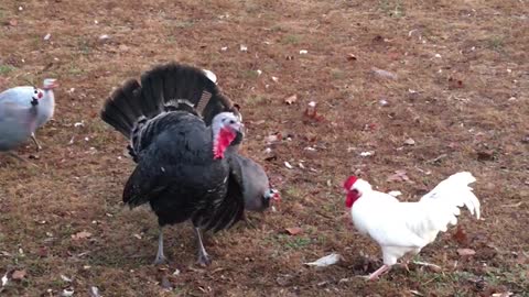 Rooster Pushed Back by Territorial Turkeys