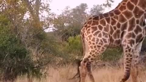 Hyena Feels Small in Front of Giraffe