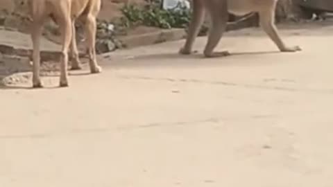 Indian Super Funny Animal Video 2021