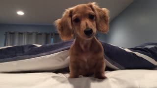 Confused dachshund head tilts to strange sounds