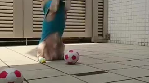 See what messi's dog is capable off