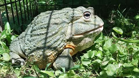 Up Close and Personal with a Giant Pixie Frog #NatureInYourFace