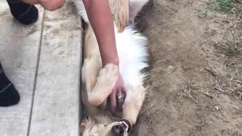 Golden retriever gets in trouble for digging holes