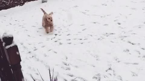 Brown and a black dog dog running in snow in slomo