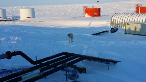 Exiled female arctic wolf sniffing around for food.