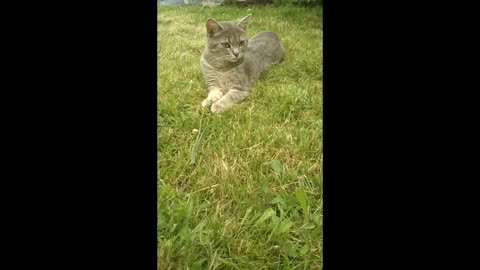 Sweet Cat relaxing in the garden while birds chirp in the background