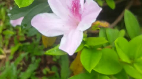 My flower cronia