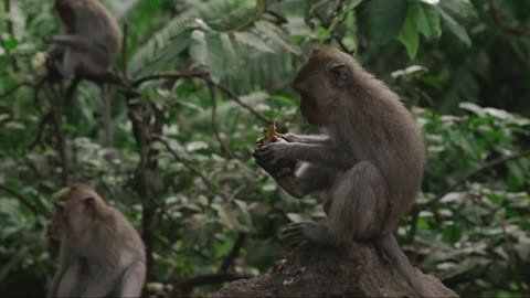 Monkey peeling a fruit