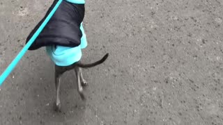 Doggo Wants to Walk Like Human