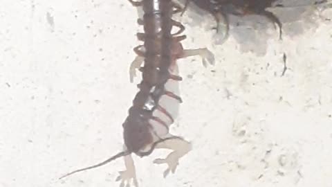 Centipedes caught a lizard skillfully!