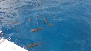 Stuart Cove Caribbean Reef Sharks - Nassau 9-9-2019