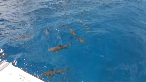 Stuart Cove Caribbean Reef Sharks - Nassau 9-9-2019