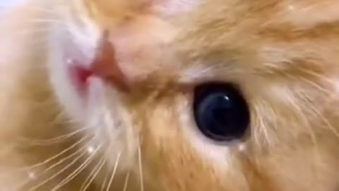 Cute Kitty meowing