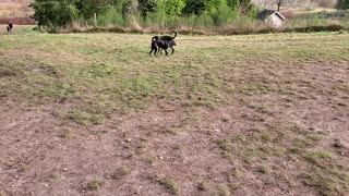 Rocky and Rosie dog park play
