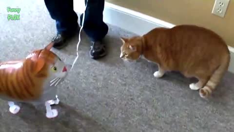 Funny Cats vs Balloons 2021 NEW HD