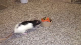 Trained Rat Performs Tons of Tricks
