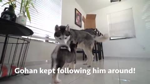 Dog Meets His Puppy Son For The First Time