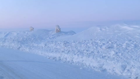 Polar Bears Wander Alaskan Road