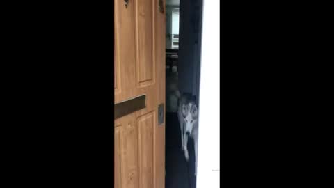 Naughty Husky messes up the kitchen