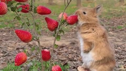 The hiccup sound when the little rabbit eats strawberries is so adorable.