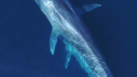 This is what Blue Whale vocalizations sound like!