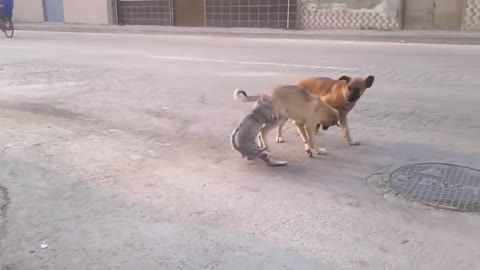 Angry Cats Vs Dogs Funny Compilation