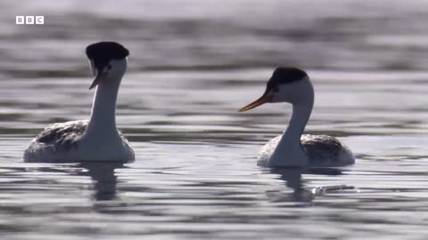 These Birds Can Walk On Water Earths Greatest Seasons BBC Earth