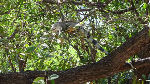 adult male iguana eating