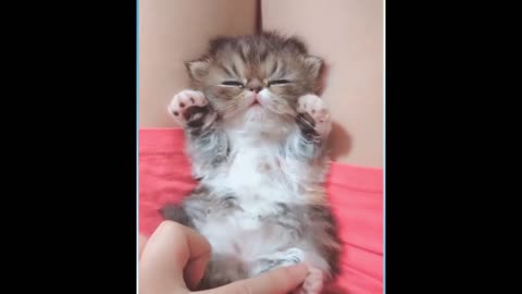 Funny_and_ cute _cats_short_ funny _cat_videos _mp4