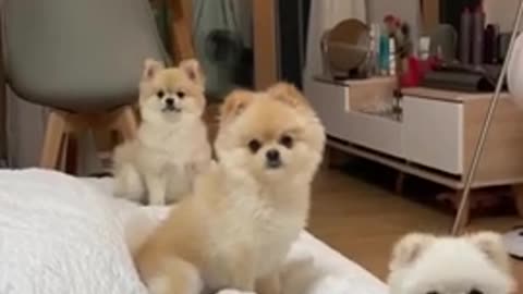3 Cute funny dogs