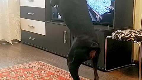 Adorable Dog Does its Own Exercise Routine