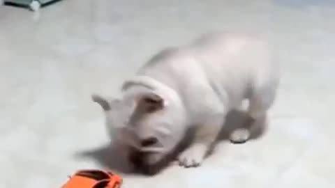 DOG reacts to toy car