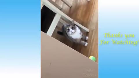 Funny and Cute Cat's Life 👯😺 Cats and Owners are the best friends Videos that can be !!!