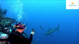 shark diving